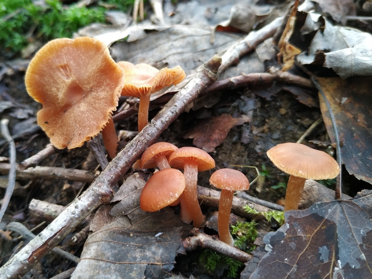 6. Тубария отрубистая (Tubaria furfuracea)